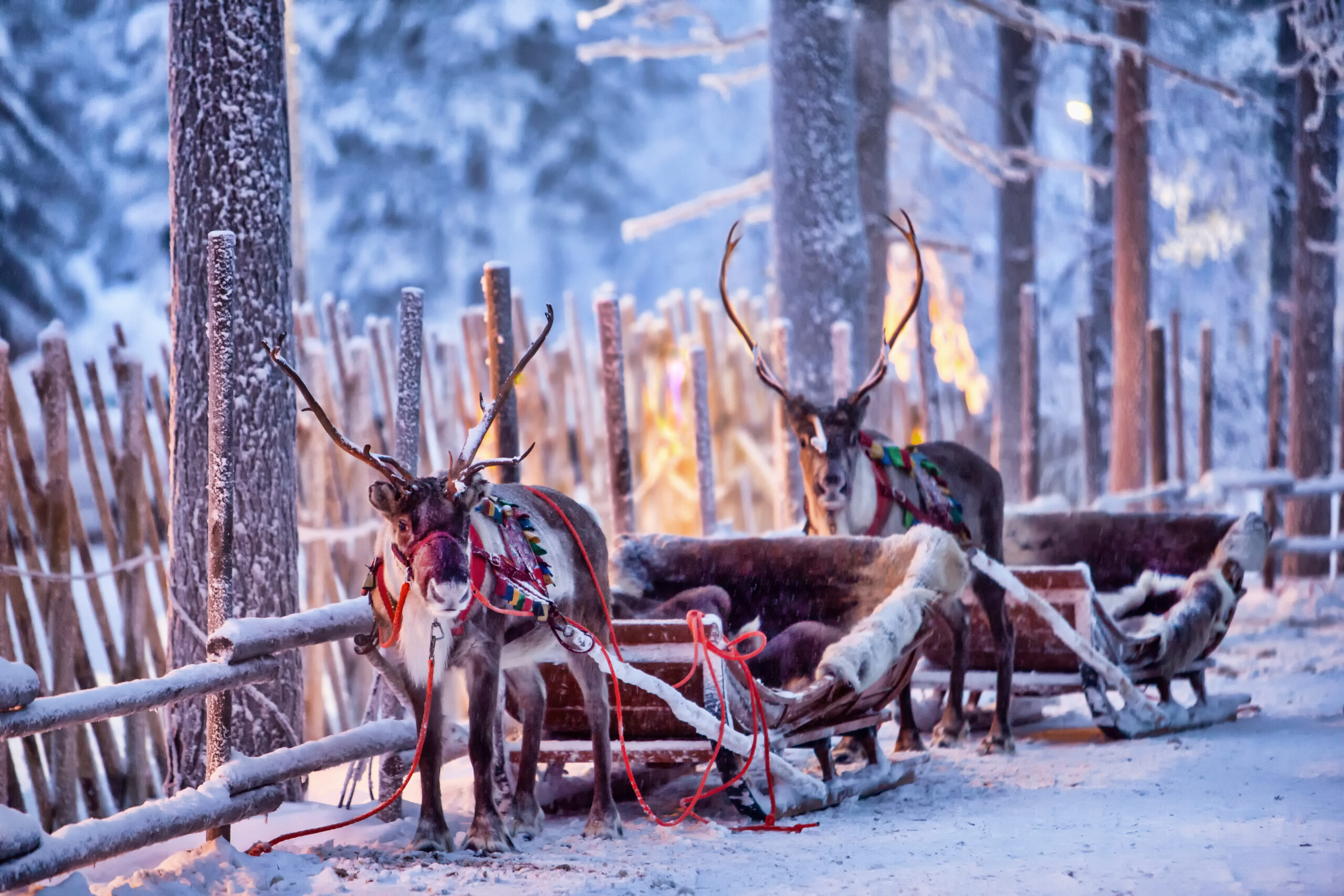 Reindeer,With,Sledge,In,Winter,Forest,In,Rovaniemi,,Lapland,,Finland
